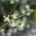 Trinia glauca Flower
