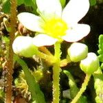 Saxifraga conifera Flower