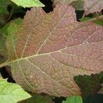 Hydrangea quercifolia Foglia