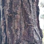 Pinus rigida Bark