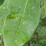 Nyssa aquatica Leaf