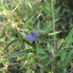 Cyanotis axillaris Floro
