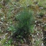 Festuca marginata आदत