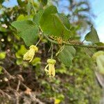 Passiflora biflora Habit