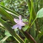 Ruellia prostrata Цвят