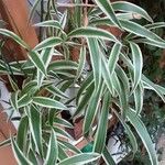 Chlorophytum comosum List