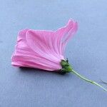 Malva trimestris Flower