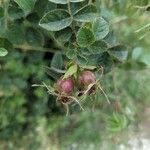 Rosa rubiginosa Fruit