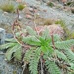 Acaena cylindristachya Vatany