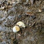 Bobgunnia fistuloides Flor