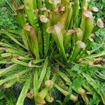 Sarracenia minor पत्ता