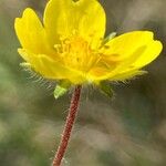 Potentilla verna Blüte