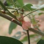 Indigofera suffruticosa പുഷ്പം
