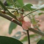 Indigofera suffruticosa Blomst