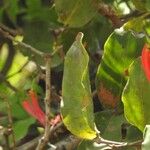 Dendrophthoe falcata Fruit