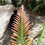 Blechnum gibbum Habit