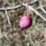 Malus baccata Fruit