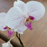 Phalaenopsis spp. Flower