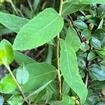 Spiraea salicifolia 葉