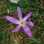 Colchicum filifolium Flower