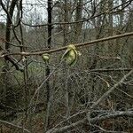 Alnus serrulata Hoja