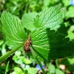 Veronica chamaedrys Feuille