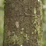 Pachira dolichocalyx Bark
