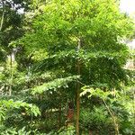 Terminalia superba Hábito
