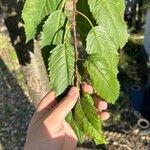 Prunus pensylvanica Folla