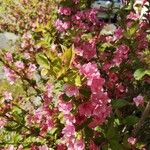 Weigela floridaCvet