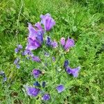 Echium plantagineumFloare