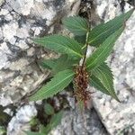 Paederota lutea Feuille