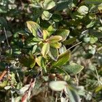 Salix repens Blatt