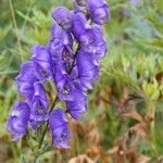 Aconitum napellusFlor