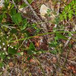Allium subhirsutum आदत