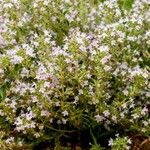 Thymus teucrioides Flower