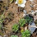 Trollius lilacinus Habitus