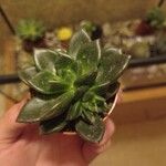 Echeveria affinis Ліст