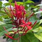 Ixora chinensis Цвят