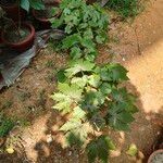 Hibiscus acetosella Φύλλο