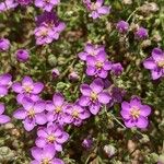 Fagonia glutinosa Flower