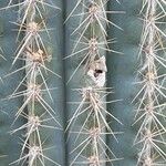 Pilosocereus leucocephalus Leaf