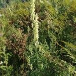 Aconitum lycoctonum 整株植物