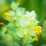 Rhinanthus major Blomma