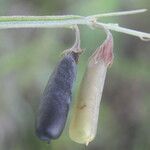 Crotalaria pilosa Plod