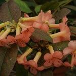 Rhododendron dielsianum
