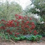 Rhododendron neriiflorum Hábito