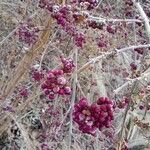 Callicarpa bodinieri Hábitos