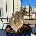 Cereus spegazzinii Leaf