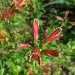 Alstroemeria psittacina Кветка